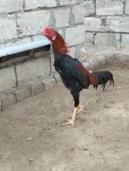 Salam aprel heyvanidi istəyən buyursun alan adam üçün məlumat lalafo.az -da Salam aprel heyvanidi istəyən buyursun alan adam üçün məlumat