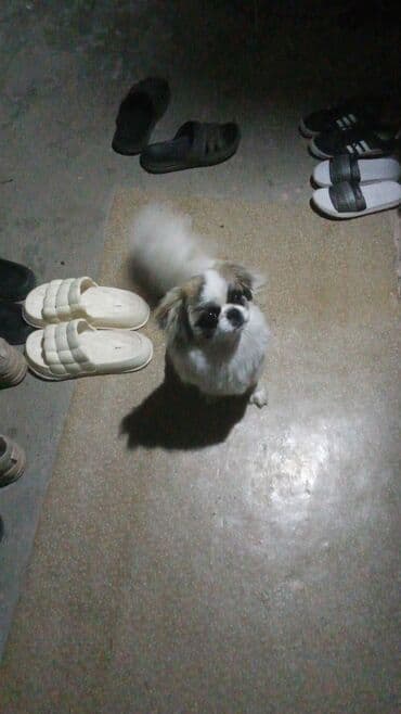 Pekines, 2 il lalafo.az -da Pekines, 2 il