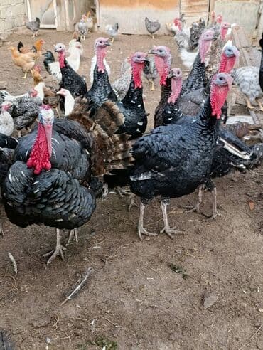 Salam. Ərkək və fere hinduşkalar satılır diri çəkisi 15 AZN isdyən lalafo.az -da Salam. Ərkək və fere hinduşkalar satılır diri çəkisi 15 AZN isdyən