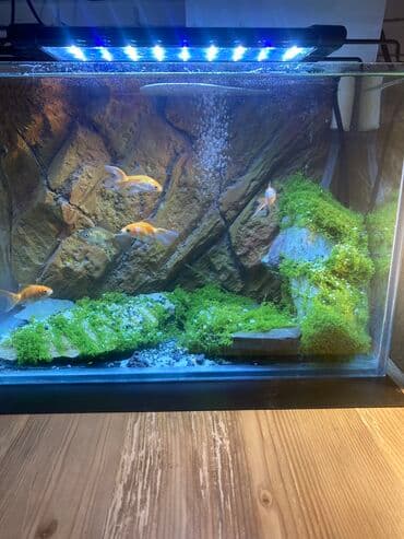 Akvarium və terrarium dekorlarının yığılmasə quraşdırılması, qulluq lalafo.az -da Akvarium və terrarium dekorlarının yığılmasə quraşdırılması, qulluq