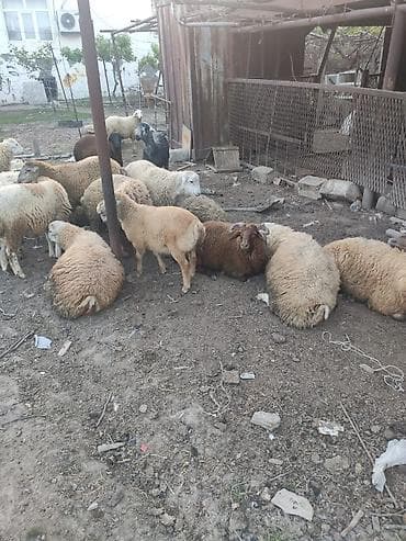Diri çeki 10 manat kesilme 20 manat beylaqan sortudu her çekide var lalafo.az -da Diri çeki 10 manat kesilme 20 manat beylaqan sortudu her çekide var