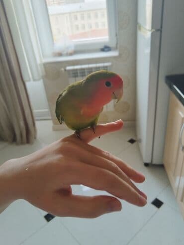 Nerazluçnik el quşudu çox oynağan elde gezmeyi seven quşdu Yuvası lalafo.az -da Nerazluçnik el quşudu çox oynağan elde gezmeyi seven quşdu Yuvası