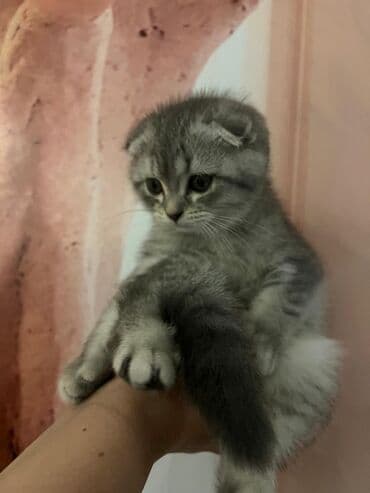 Şotland uzun tüklü, Ödənişli çatdırılma lalafo.az -da Şotland uzun tüklü, Ödənişli çatdırılma