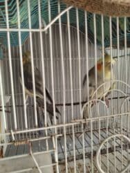 Başlıq: Papuqaylar satılır – qəfəs qarışıq, yanında yem də verilir lalafo.az -da — 6 Başlıq: Papuqaylar satılır – qəfəs qarışıq, yanında yem də verilir — 6