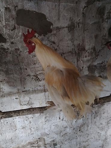 Yapnkalar ayağı tüklü kəkilli lalafo.az -da Yapnkalar ayağı tüklü kəkilli