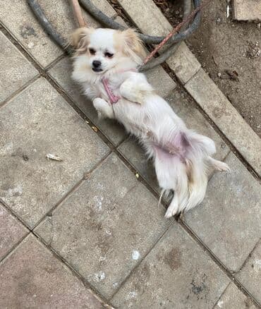 Pekines satılır 300 azn aşağı yeridə var 8 aylığdı, sakit ağıllı lalafo.az -da Pekines satılır 300 azn aşağı yeridə var 8 aylığdı, sakit ağıllı