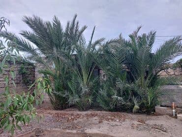 Sağlam və bəziləri meyvə verən Xurma ağacı satılır. 30 ildən çox yaşı lalafo.az -da Sağlam və bəziləri meyvə verən Xurma ağacı satılır. 30 ildən çox yaşı