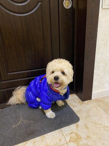 Maltipu erkək (1 yaş 5 ay) Çox mehriban, oynağan və tam ev lalafo.az -da Maltipu erkək (1 yaş 5 ay) Çox mehriban, oynağan və tam ev