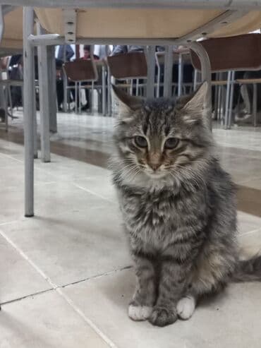 Sibir, Dişi, Yaxşı əllərə lalafo.az -da Sibir, Dişi, Yaxşı əllərə