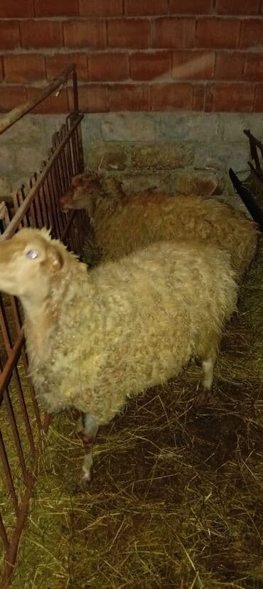 Məhsul: Qoyunlar Təsvir: - Şəkildə təsərrüfat şəraitində saxlanılan lalafo.az -da Məhsul: Qoyunlar Təsvir: - Şəkildə təsərrüfat şəraitində saxlanılan