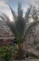 Уличные растения: Palma ağacları.İki ədəddir.Qiymət ümumi qiymətdir at lalafo.az — 2 Уличные растения: Palma ağacları.İki ədəddir.Qiymət ümumi qiymətdir — 2