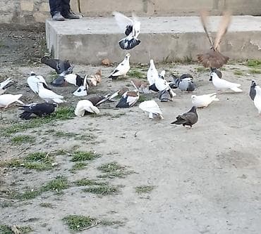 Salam Əleykum. Çoxdu göyərçinlərim. cürbəcür var. ən ucuz 3azn. Daha lalafo.az -da Salam Əleykum. Çoxdu göyərçinlərim. cürbəcür var. ən ucuz 3azn. Daha