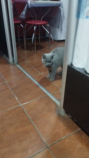 Britan, Dişi lalafo.az -da Britan, Dişi