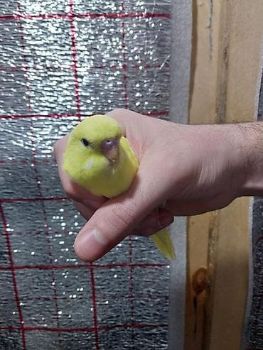 Hər ikisi çexdir və öz quşlarımın balasıdır birinci şəkildəki 3 aylıq lalafo.az -da Hər ikisi çexdir və öz quşlarımın balasıdır birinci şəkildəki 3 aylıq