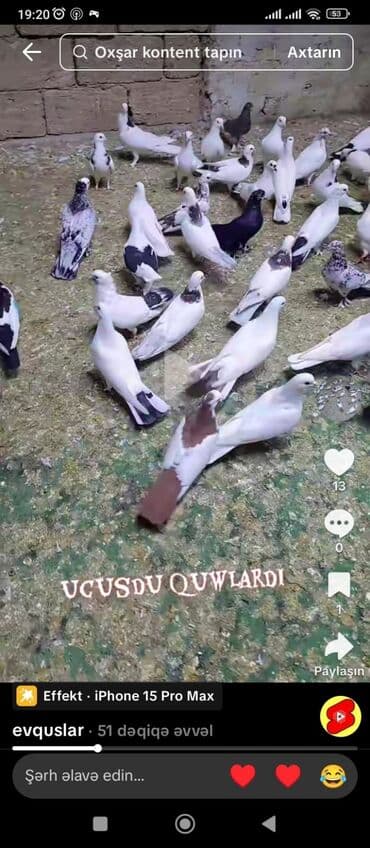 Uçuşçu qövlar – müxtəlif rənglərdə və naxışlarda ev göyərçinləri - lalafo.az -da Uçuşçu qövlar – müxtəlif rənglərdə və naxışlarda ev göyərçinləri -