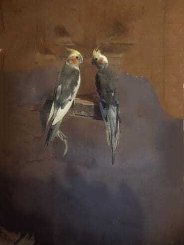 Karellalar hazır quşlardır toxumlu bala verən.Erkəy çoxdu.rənglər göz lalafo.az -da Karellalar hazır quşlardır toxumlu bala verən.Erkəy çoxdu.rənglər göz