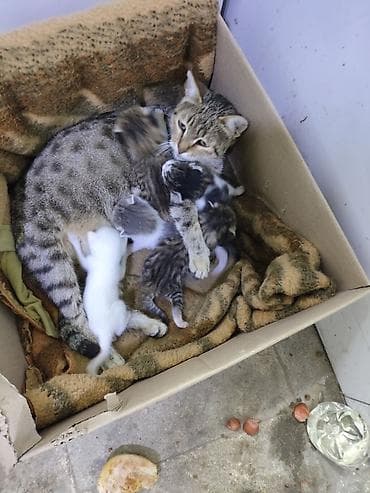 Tabbi, Yaxşı əllərə, Ünvandan götürmə lalafo.az -da Tabbi, Yaxşı əllərə, Ünvandan götürmə