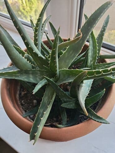 Другие растения: Kaktus bitkisi, aloye bitkisi at lalafo.az — 4 Другие растения: Kaktus bitkisi, aloye bitkisi — 4