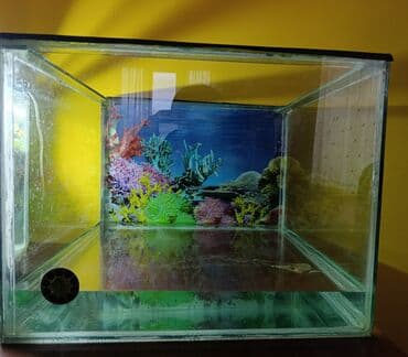 Şüşə akvarium satılır uzunu 51 eni 48 hündürlüyü 39.5 lalafo.az -da Şüşə akvarium satılır uzunu 51 eni 48 hündürlüyü 39.5