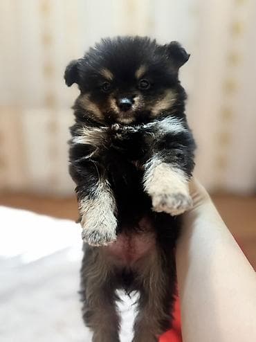 Şpitz, 2 ay, Erkek lalafo.az -da Şpitz, 2 ay, Erkek