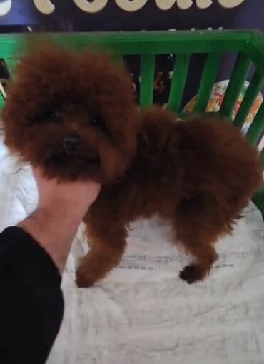 Pudel, Peyvəndli lalafo.az -da Pudel, Peyvəndli