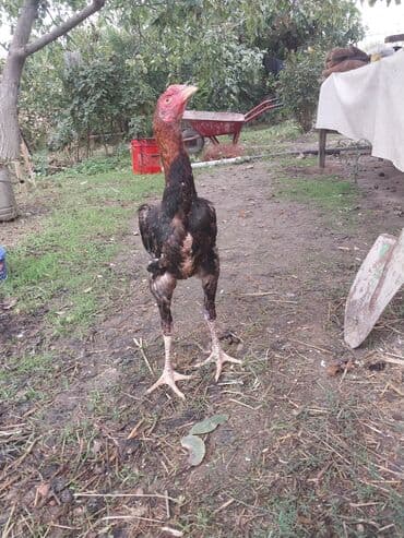 Salam verdiyim heyvanin cinsine tammm arxayinam esil doyuw becesi lalafo.az -da Salam verdiyim heyvanin cinsine tammm arxayinam esil doyuw becesi