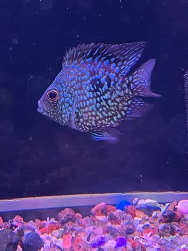 Cixlid balığı, Yırtıcı lalafo.az -da Cixlid balığı, Yırtıcı