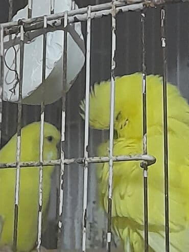 Sari cex cutler cutu 60 unvan kesle lalafo.az -da Sari cex cutler cutu 60 unvan kesle