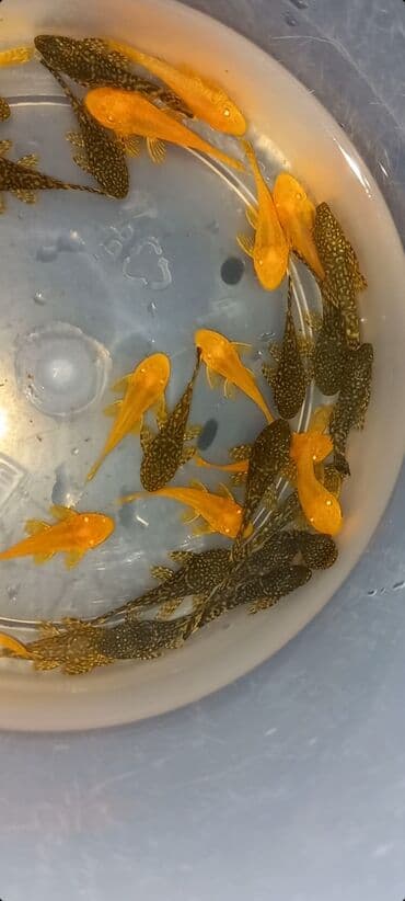 Ansistrus, Ünvandan götürmə, Ödənişli çatdırılma lalafo.az -da Ansistrus, Ünvandan götürmə, Ödənişli çatdırılma