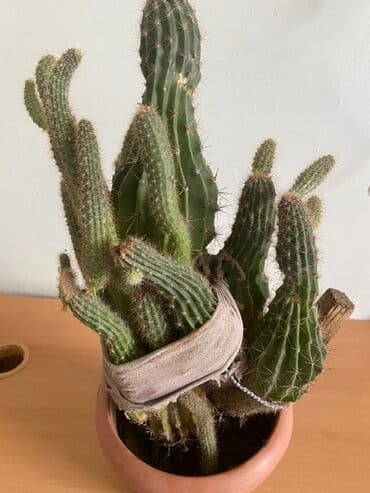 Kaktus bitkisi. Uzerinde çoxlu sayda yeni cucermiş korpə budaqlar var lalafo.az -da Kaktus bitkisi. Uzerinde çoxlu sayda yeni cucermiş korpə budaqlar var