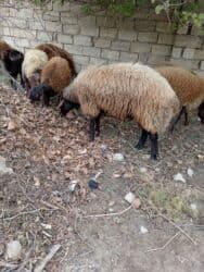 Dişi, Qala, il: 1, 50 kq, Damazlıq, Ünvandan götürmə lalafo.az -da Dişi, Qala, il: 1, 50 kq, Damazlıq, Ünvandan götürmə