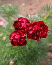 Удобрения: Angustifolia Peony Toxumları
1 ədəd 20 qəpik at lalafo.az — 1 Удобрения: Angustifolia Peony Toxumları
1 ədəd 20 qəpik — 1