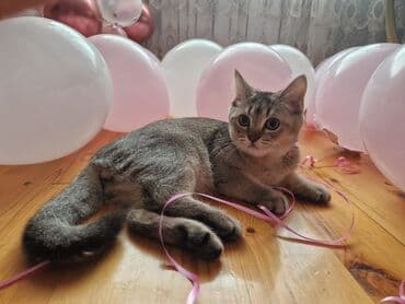 Britan, Erkək, Yaxşı əllərə lalafo.az -da Britan, Erkək, Yaxşı əllərə