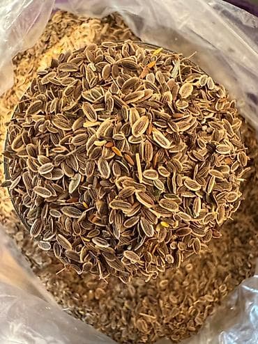 Şüyüd Toxumu 🌱 Payızlıq şüyüd toxumu satışda Həm peşəkar həmdə lalafo.az -da Şüyüd Toxumu 🌱 Payızlıq şüyüd toxumu satışda Həm peşəkar həmdə