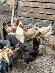 Yumurtlayan damazliq 1 illik super toyuqlar. oz heyetimizde saxlanilib lalafo.az -da Yumurtlayan damazliq 1 illik super toyuqlar. oz heyetimizde saxlanilib