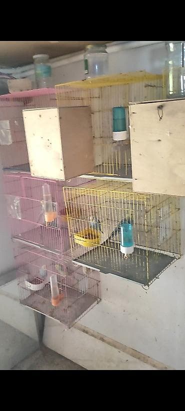 Məhsul: Dalmaçin papuqayları (büdcür – “budgerigar”/“xanımcığaz”) lalafo.az -da Məhsul: Dalmaçin papuqayları (büdcür – “budgerigar”/“xanımcığaz”)