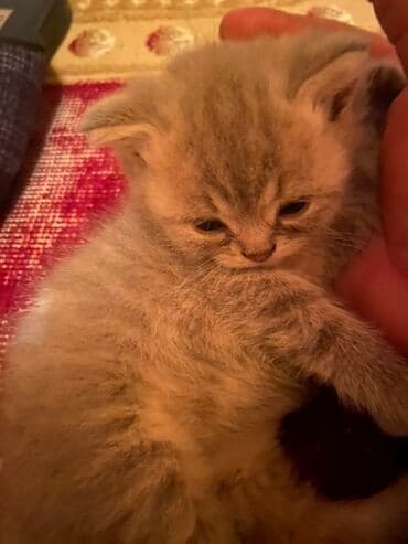 Şotland yastı qulaq lalafo.az -da Şotland yastı qulaq