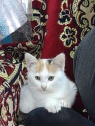 Dişi, Ödənişli çatdırılma, Ünvandan götürmə lalafo.az -da Dişi, Ödənişli çatdırılma, Ünvandan götürmə