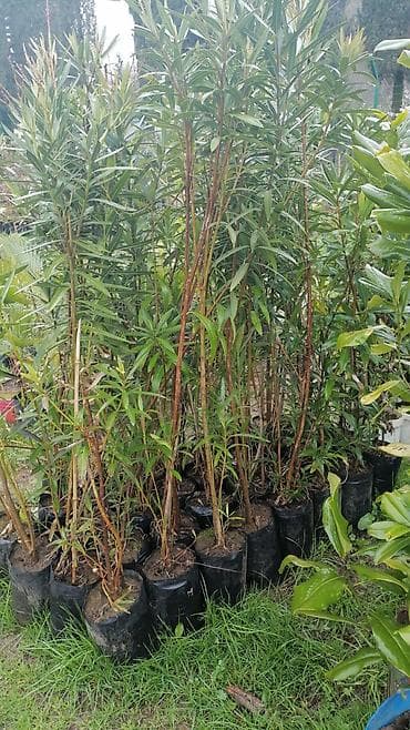 Bitki: Nerium oleander (zakkum) fidanları – torflu plastik kisələrdə lalafo.az -da Bitki: Nerium oleander (zakkum) fidanları – torflu plastik kisələrdə