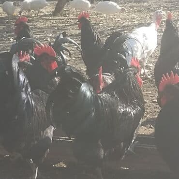 Toyuq, Australorp, Damazlıq lalafo.az -da — 3 Toyuq, Australorp, Damazlıq — 3