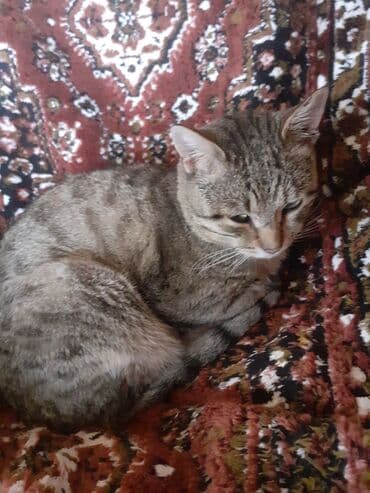 Erkək, Yaxşı əllərə lalafo.az -da Erkək, Yaxşı əllərə