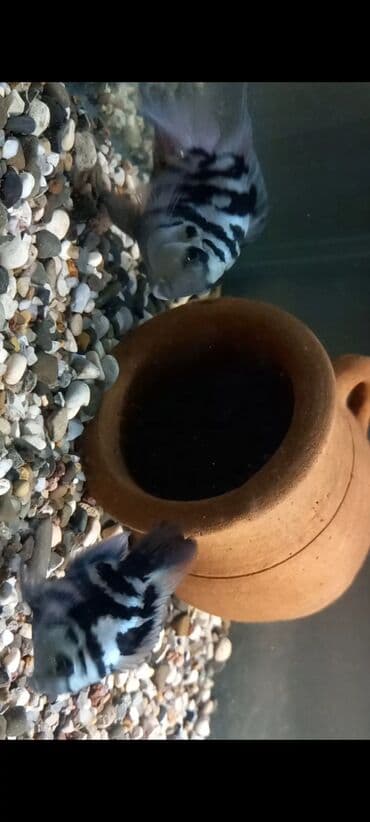 Balıqlar: Sülhsevər, Ünvandan götürmə, Ödənişli çatdırılma lalafo.az -da — 3 Balıqlar: Sülhsevər, Ünvandan götürmə, Ödənişli çatdırılma — 3