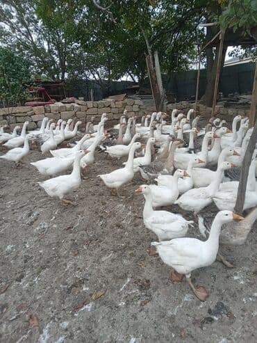 Linda, Kuban qaz sürüsü satılır sağlam, ətliy, damazlığ 5 aylığ lalafo.az -da Linda, Kuban qaz sürüsü satılır sağlam, ətliy, damazlığ 5 aylığ