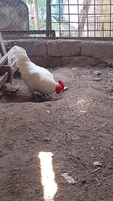 Ağ Afstralop.barter var 3 eded arginal 1ayliq lavanda zumrud okuzu lalafo.az -da Ağ Afstralop.barter var 3 eded arginal 1ayliq lavanda zumrud okuzu