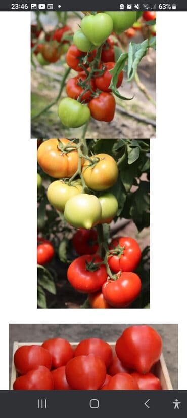 Bitki dərmanları: Məhsul: Toxumlar – Rijk Zwaan və Enza Zaden hibridləri • Rijk Zwaan – lalafo.az -da — 7 Bitki dərmanları: Məhsul: Toxumlar – Rijk Zwaan və Enza Zaden hibridləri • Rijk Zwaan – — 7