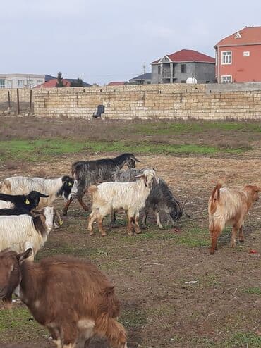 Qoyun-keçi təsərrüfatı üçün yerli cins keçilər – sürü halında - lalafo.az -da Qoyun-keçi təsərrüfatı üçün yerli cins keçilər – sürü halında -