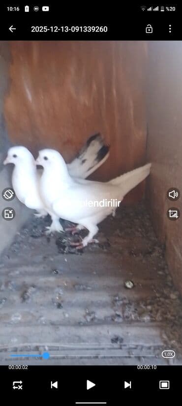 Ağ rəngli göyərçin cütü - Növ: dekorativ/oyun göyərçinləri - Rəng lalafo.az -da Ağ rəngli göyərçin cütü - Növ: dekorativ/oyun göyərçinləri - Rəng