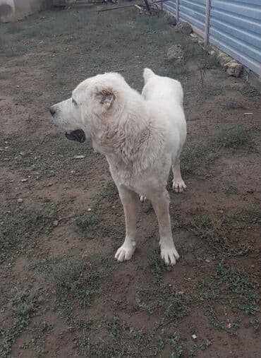 Alabay, 2 il, Erkek, Ünvandan götürmə, Pulsuz çatdırılma, Ödənişli çatdırılma lalafo.az -da Alabay, 2 il, Erkek, Ünvandan götürmə, Pulsuz çatdırılma, Ödənişli çatdırılma