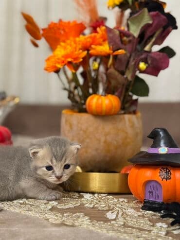 Britan lalafo.az -da Britan