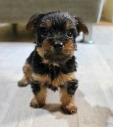 Yorkşir teryer, 2 ay, Erkek, Ünvandan götürmə lalafo.az -da Yorkşir teryer, 2 ay, Erkek, Ünvandan götürmə